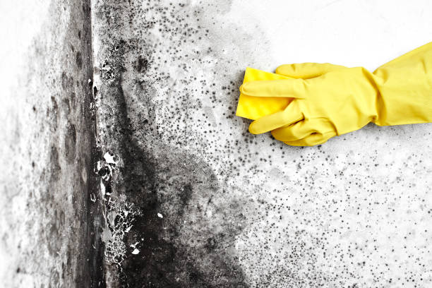 Best Same-Day Mold Removal  in Combined Locks, WI
