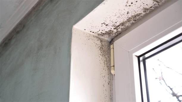Best Commercial Mold Removal  in Combined Locks, WI