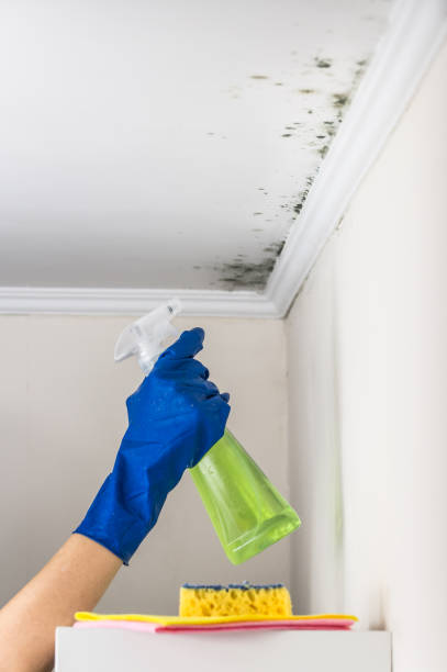 Best Attic Mold Removal  in Combined Locks, WI